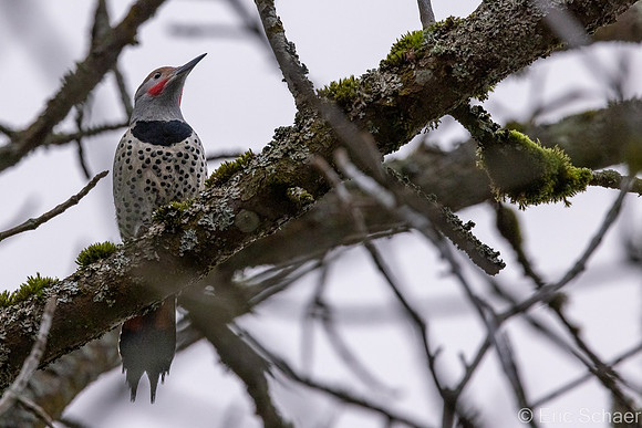 Northern Flicker