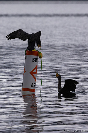 Double Crested Cormorants