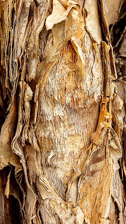 Paperbark Tree detail: Noni Fruit on tree- Kilauea Kauai- Real Noni Fruit Farm