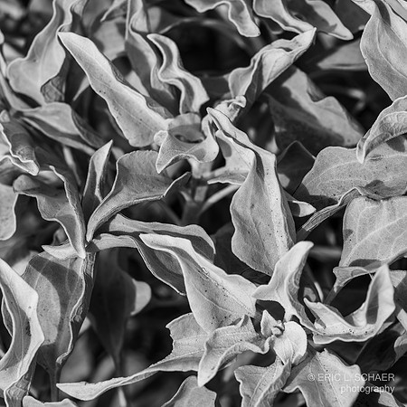 January: Dune Sunflower leaves: Palm Desert Calif. - Randal Henderson Hike