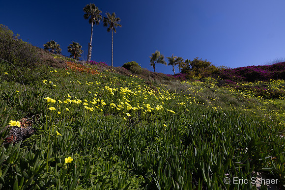 Pismo Beach