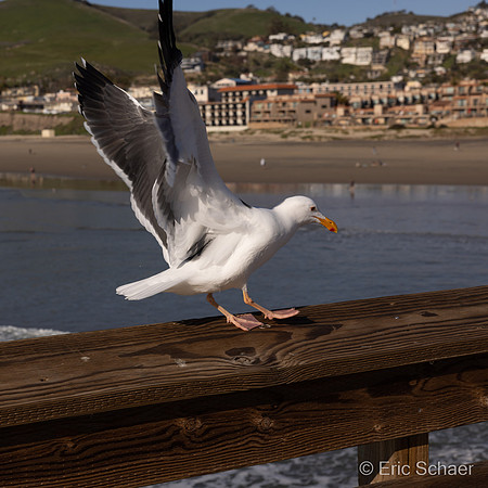 Pismo Beach- Pier