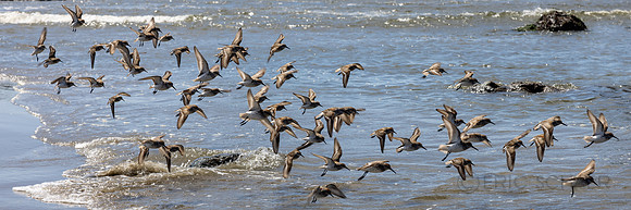 Oregon- Bandon Birds 2