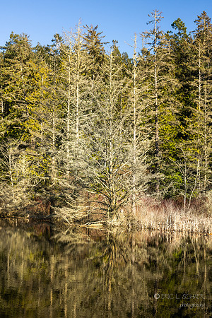 Marsh pond- Lighthouse Point / Pacific NW Trail