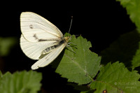 Moth