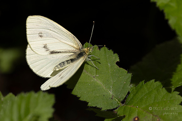 Moth