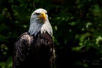 Blad Eagle
