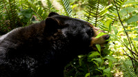 Black Bear