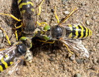 Ground dewelling bees from Graham