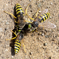 Ground dewelling bees from Graham