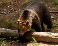 Grizzly Bear