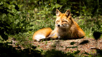 Red Fox