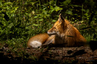 Red Fox