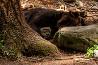 Grizzly Bear