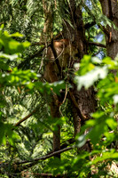 Mountain Lion