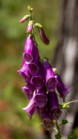 Foxglove flower