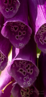 Foxglove flower- Closeup