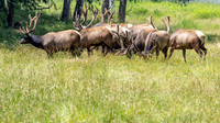 Roosevelt elk herd