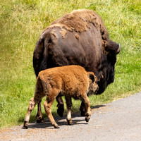 American Bison- Mom and calf