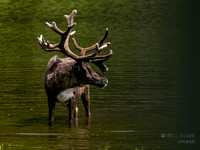 Elk