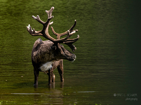 Elk