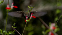 Wild Anna's Hummingbird