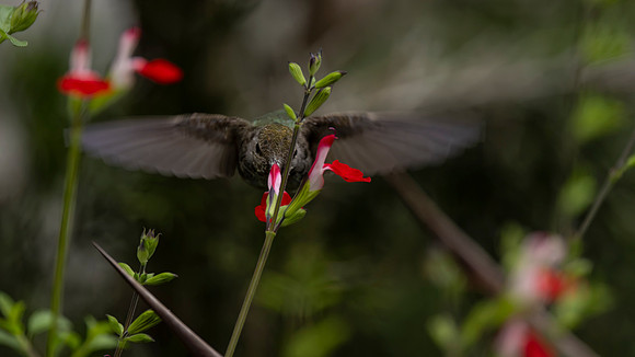 Wild Anna's Hummingbird
