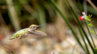 Wild Anna's Hummingbird