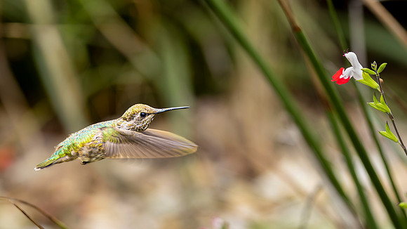 Wild Anna's Hummingbird