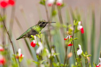 Wild Anna's Hummingbird