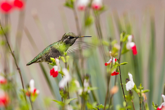 Wild Anna's Hummingbird