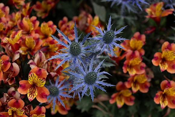 Flower- Eryngium Planum or Blue Eryngo