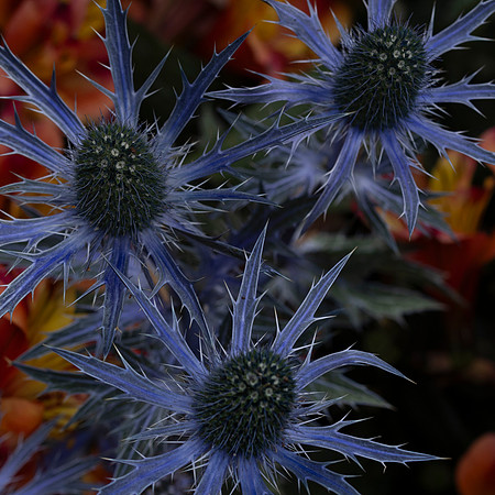 Flower- Eryngium Planum or Blue Eryngo
