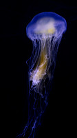 Jellyfish