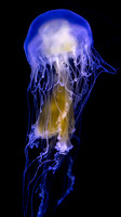 Jellyfish