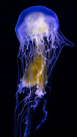 Jellyfish