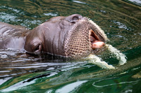Walrus- (Name Lakina
