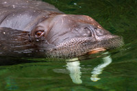 Walrus- (Name Lakina
