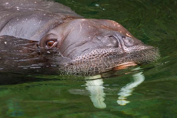 Walrus- (Name Lakina