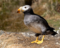 Horned Puffin