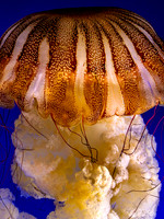 Chilean Sea Nettle Jellyfish