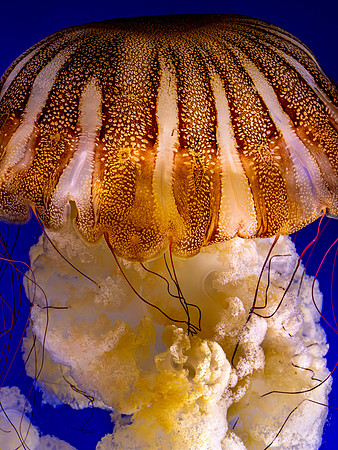 Chilean Sea Nettle Jellyfish