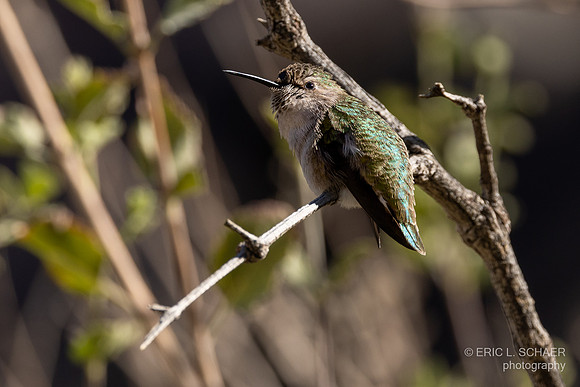 January- Humming Bird: Tahquitz Canyon Trail- Palm Springs Calif.,
