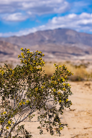 Anza- Borrego Desert- Wildflower Spring Area north of Hwy S22