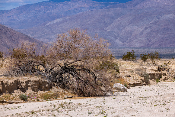 Anza- Borrego Desert- Wildflower Spring Area north of Hwy S22