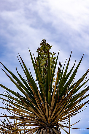 Anza- Borrego State Park- Borrego Springs- Visitor Center Trail