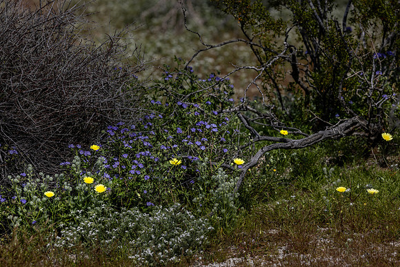 Anza- Borrego State Park- Borrego Springs- Visitor Center Trail