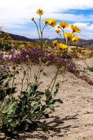 Desert Sunflower Yellow Flowers, March, Purple Desert Sand Verbena- Borrego Springs Wildflower Desert,