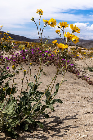 Desert Sunflower Yellow Flowers, March, Purple Desert Sand Verbena- Borrego Springs Wildflower Desert,
