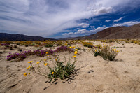 Desert Sunflower Yellow Flowers, March, Purple Desert Sand Verbena-Borrego Springs Wildflower Desert